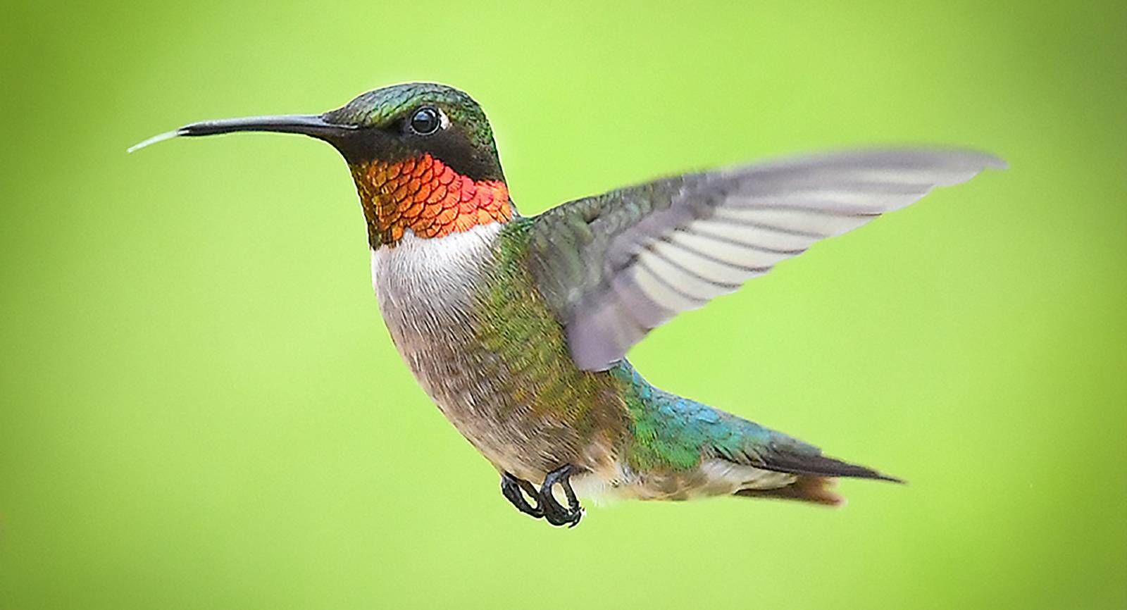 The #1 Best Hummingbird Feeder Ever