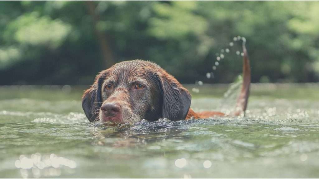 Chocolate Lab dog swimming in Birchwood Wisconsin