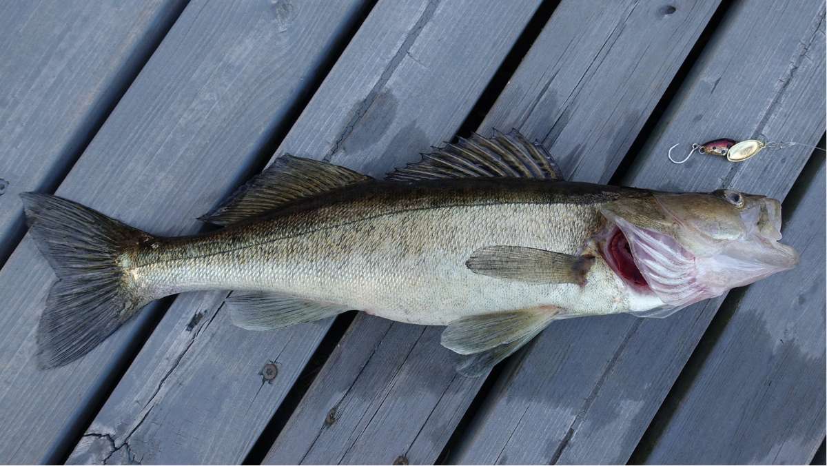 Freshwater fish caught on WI fishing opener