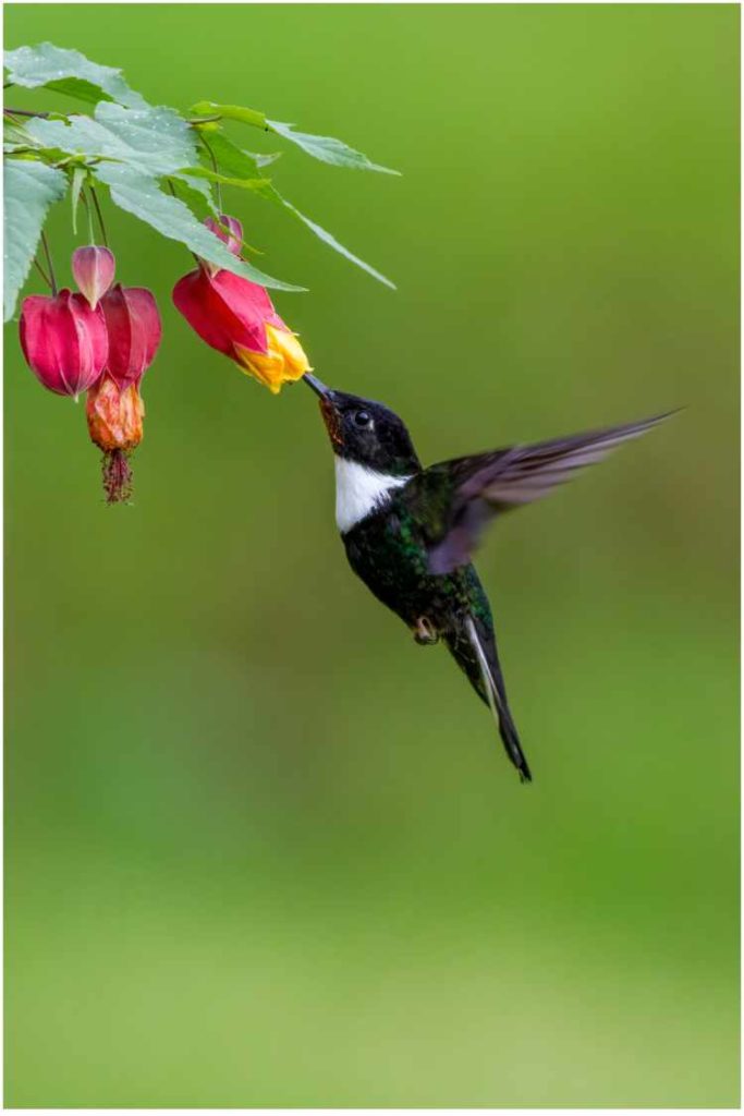 Black and white hummingbird feeding at flower