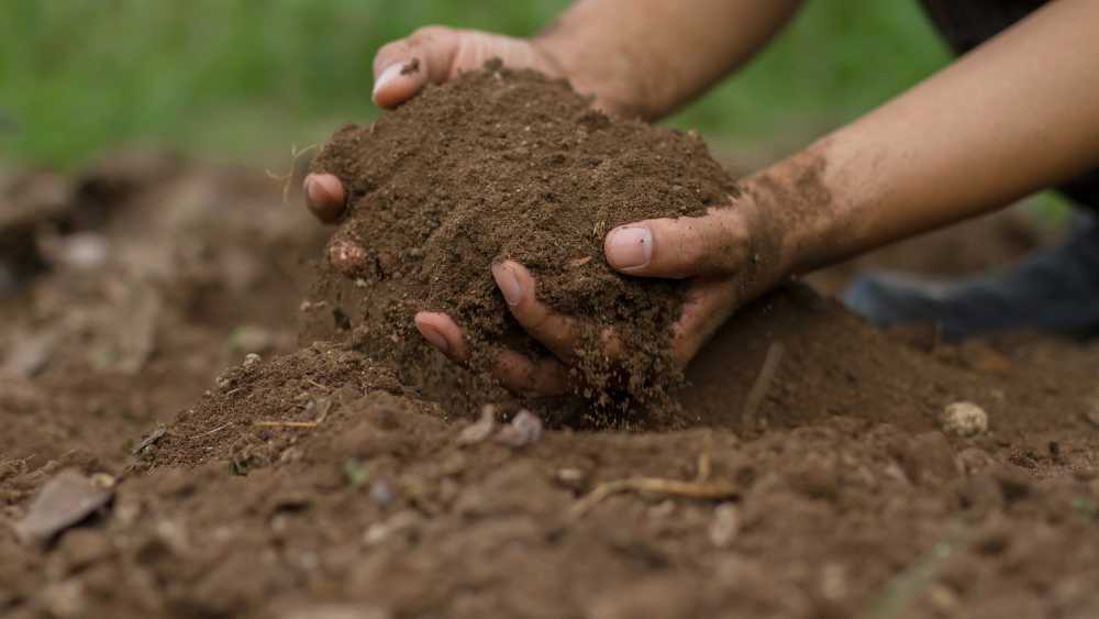 Scooping up ground soil with two hands. Is it better than potting soil for the garden?