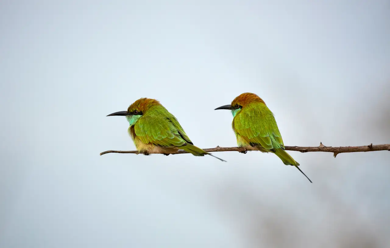 two green birds on a branch