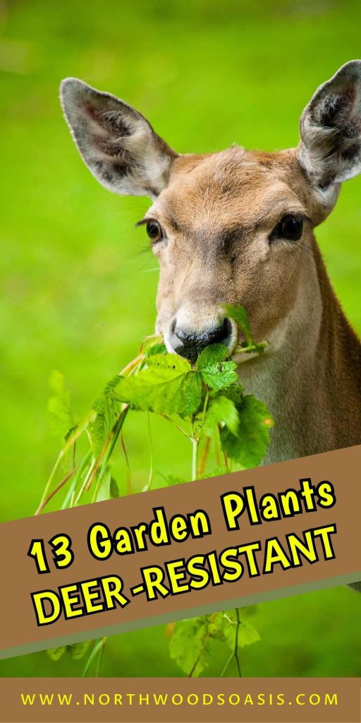 13 Deer Resistant Plants for Your Shade Garden