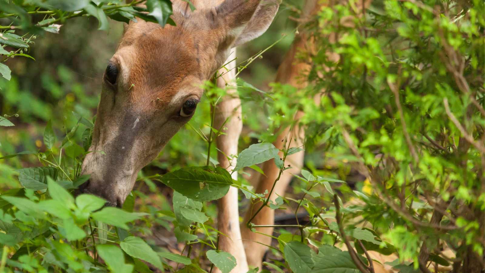 13 Best Deer Resistant Shade Plants for Your Garden