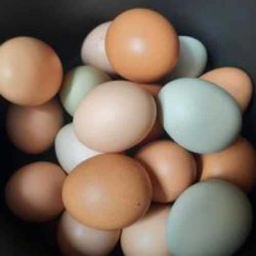 homestead eggs in northern wisconsin