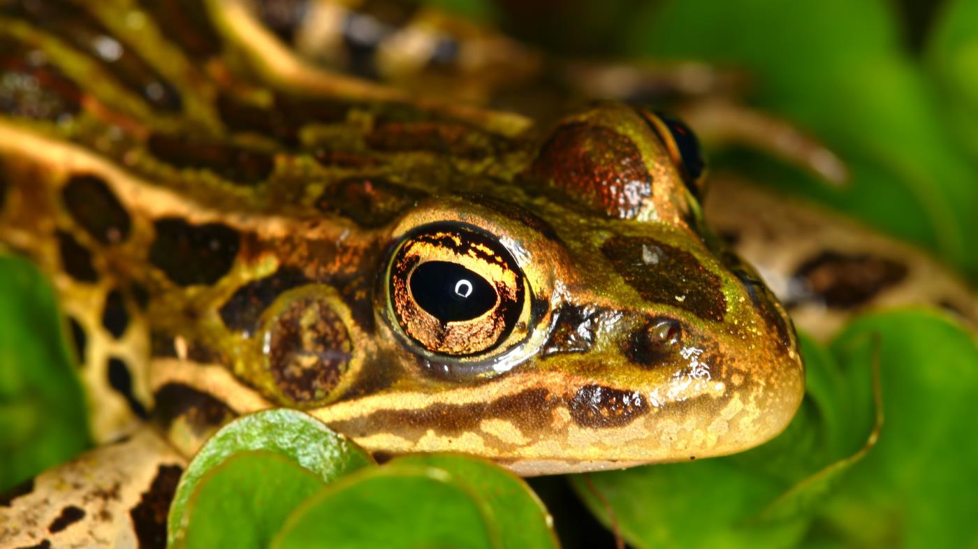Northern leopard frog.