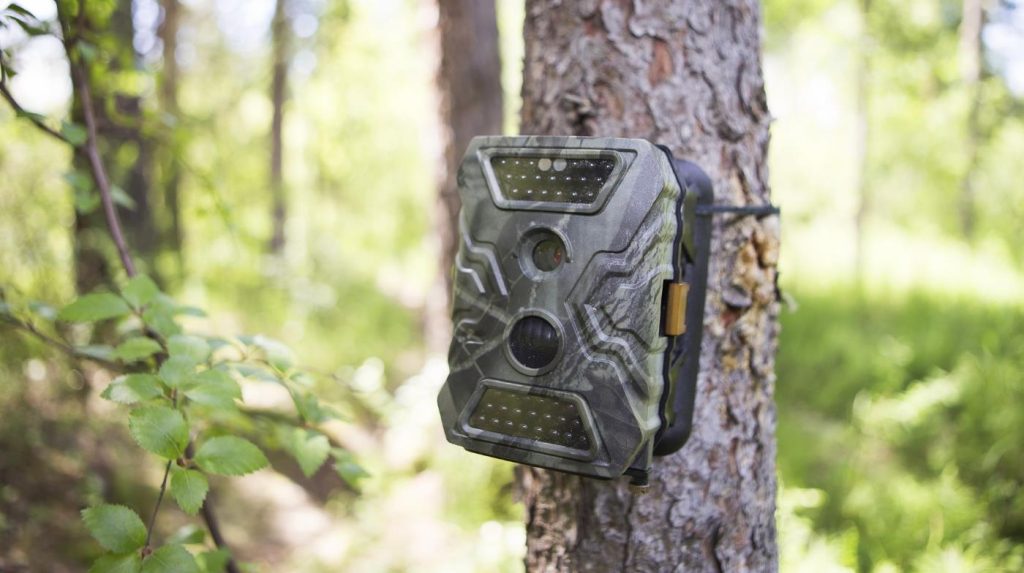Trail camera strapped to tree trunk.