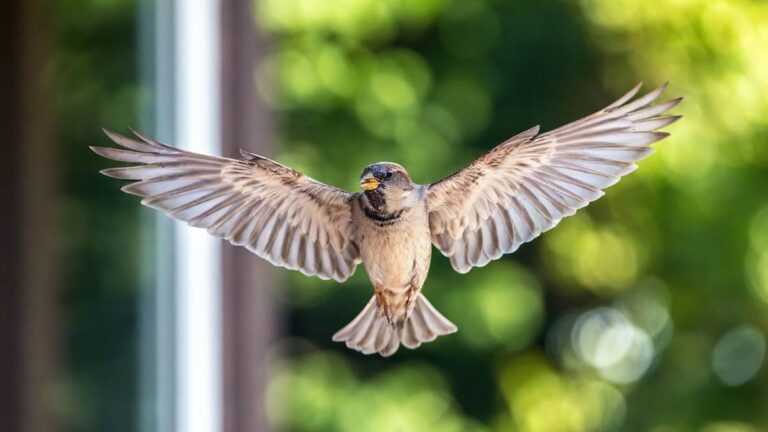 bird flying into a picture window